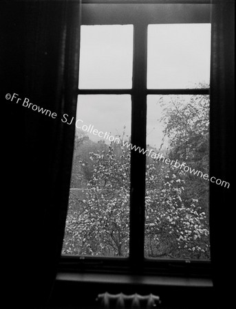 APPLE TREES THROUGH WINDOW